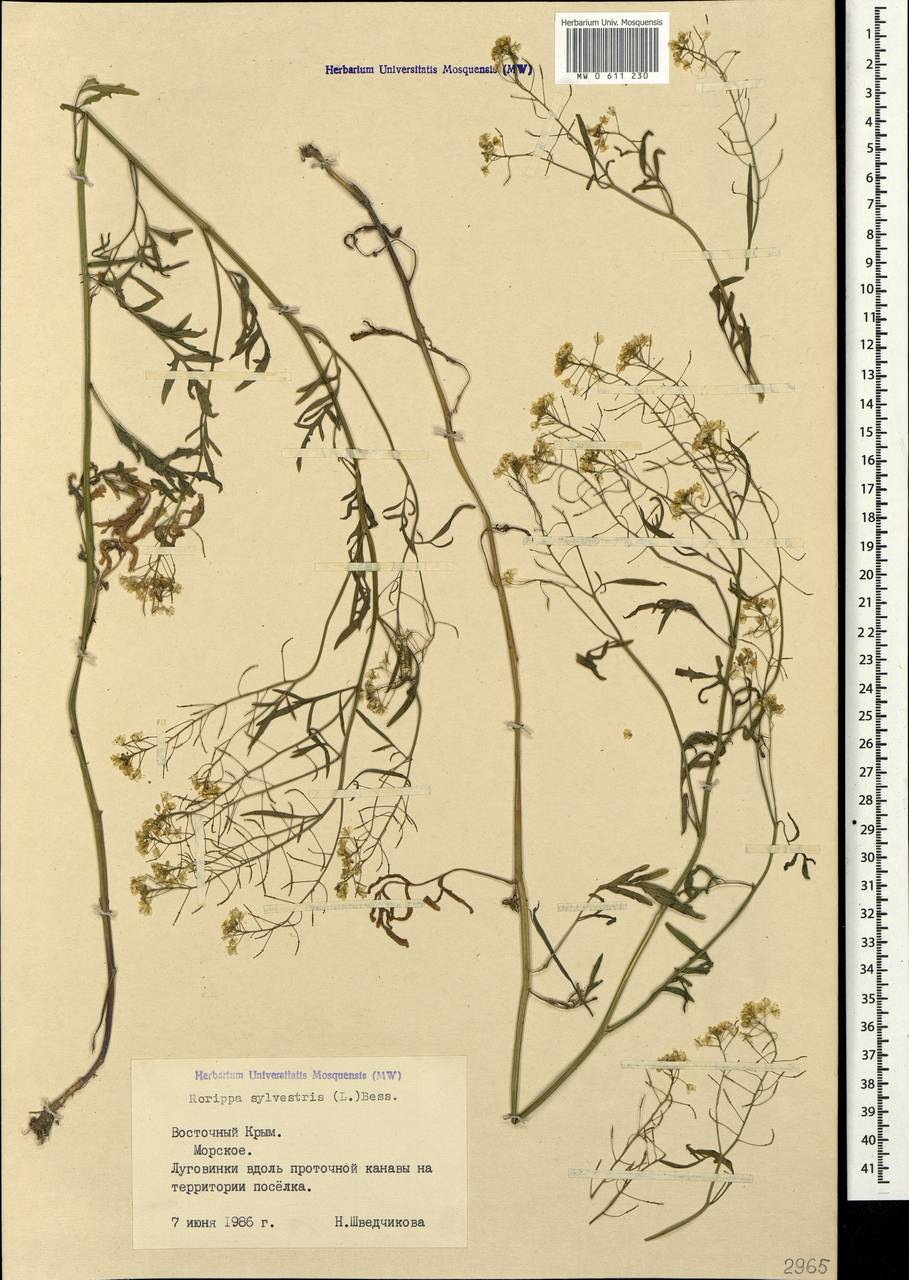 Rorippa sylvestris (L.) Besser, Crimea (KRYM) (Russia)