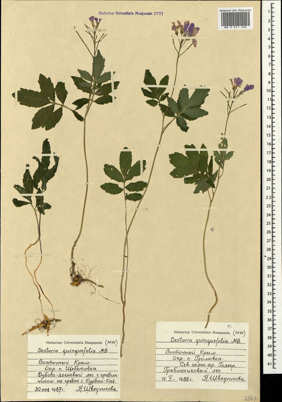 Cardamine quinquefolia (M. Bieb.) Schmalh., Crimea (KRYM) (Russia)