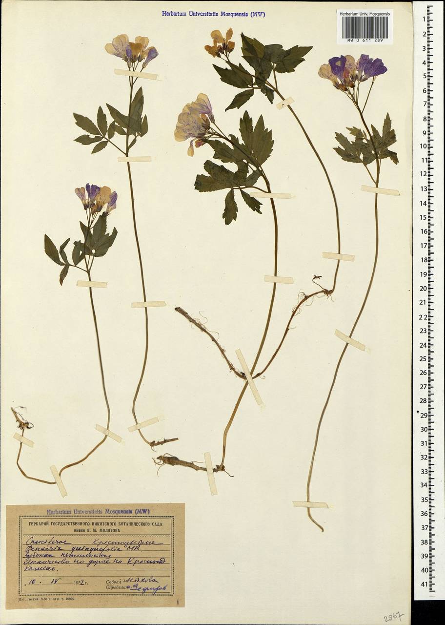 Cardamine quinquefolia (M. Bieb.) Schmalh., Crimea (KRYM) (Russia)