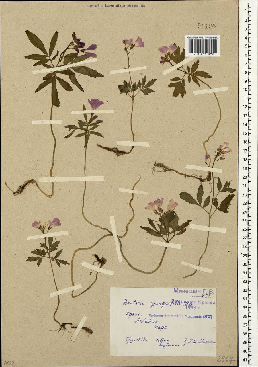 Cardamine quinquefolia (M.Bieb.) Schmalh., Crimea (KRYM) (Russia)