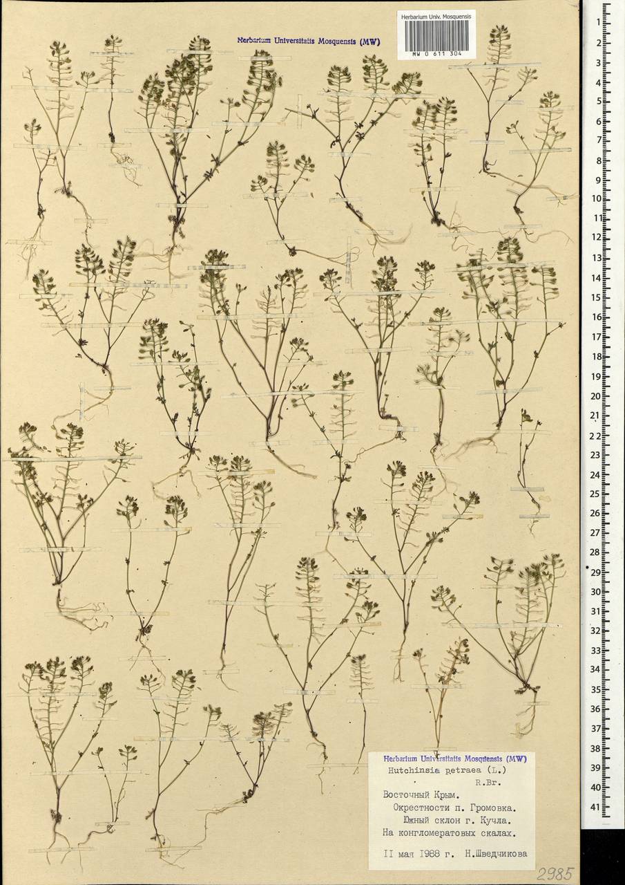 Hornungia petraea (L.) Rchb., Crimea (KRYM) (Russia)