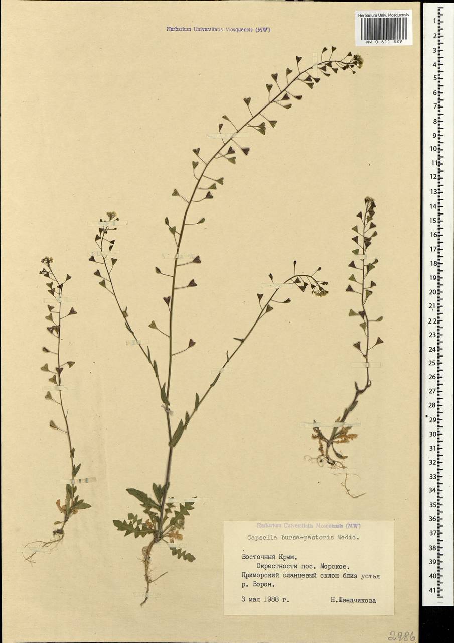 Capsella bursa-pastoris (L.) Medik., Crimea (KRYM) (Russia)