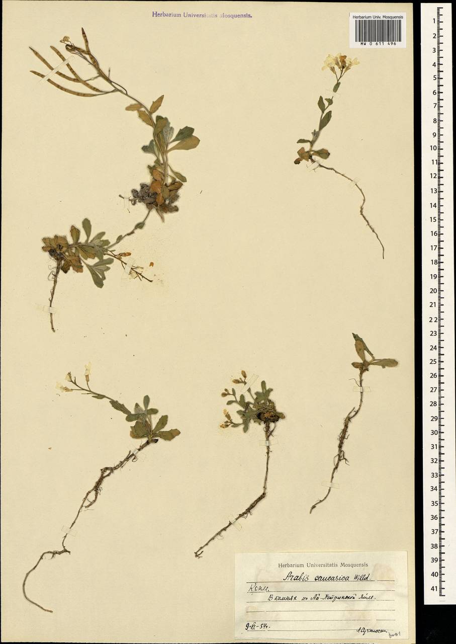 Arabis caucasica Willd., Crimea (KRYM) (Russia)