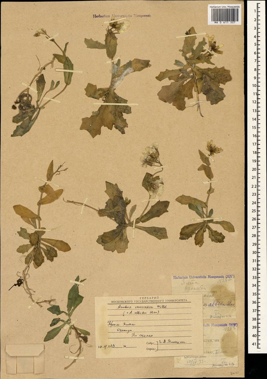 Arabis caucasica Willd., Crimea (KRYM) (Russia)