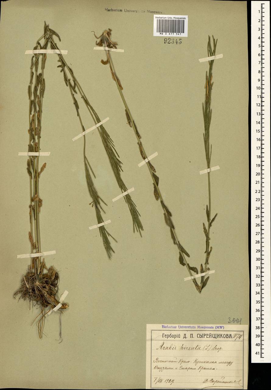 Arabis hirsuta (L.) Scop., Crimea (KRYM) (Russia)