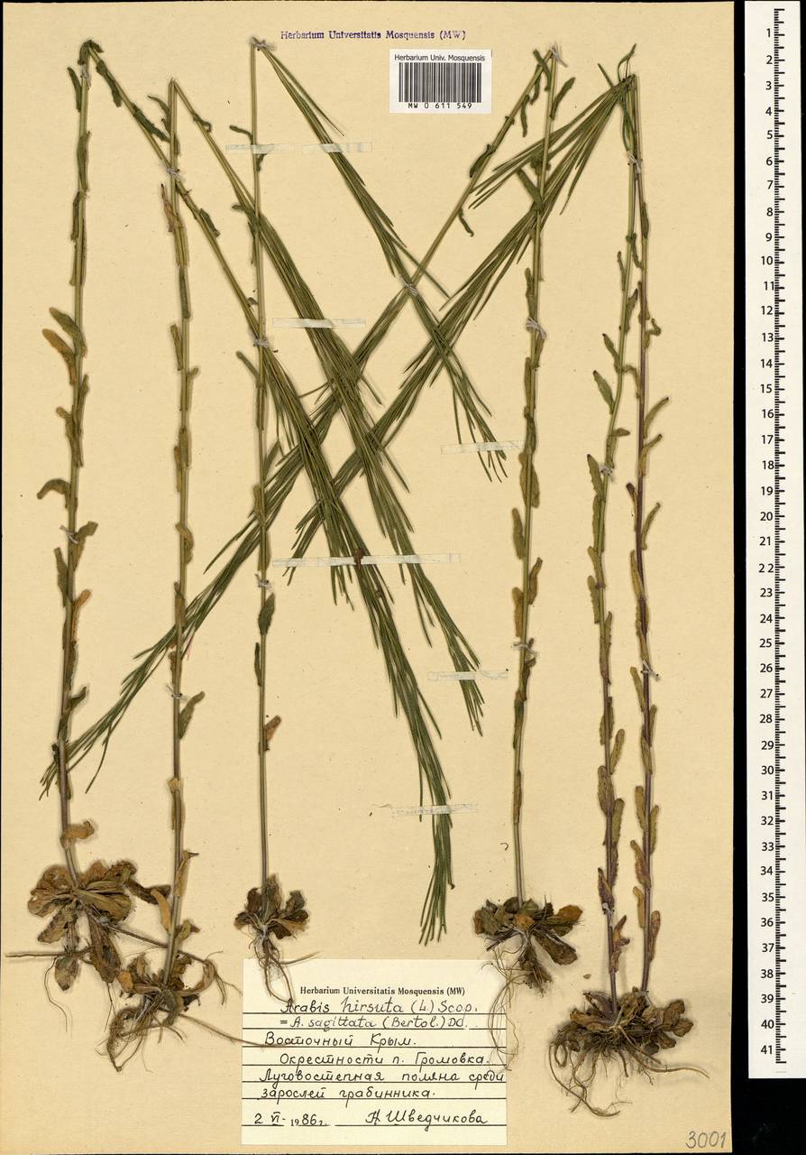 Arabis hirsuta (L.) Scop., Crimea (KRYM) (Russia)