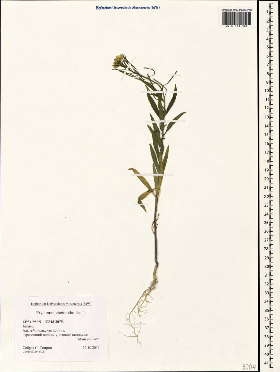 Erysimum cheiranthoides L., Crimea (KRYM) (Russia)