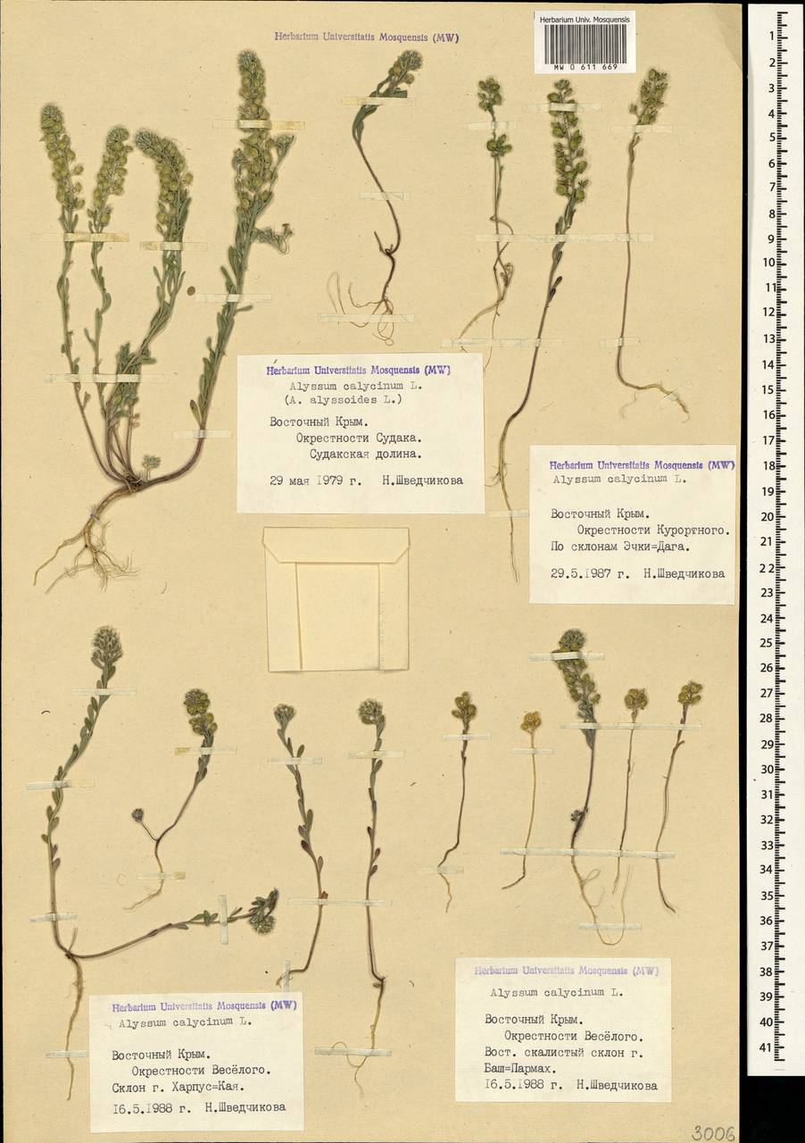 Alyssum alyssoides (L.) L., Crimea (KRYM) (Russia)