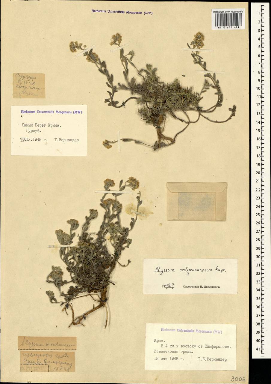 Alyssum calycocarpum Rupr., Crimea (KRYM) (Russia)