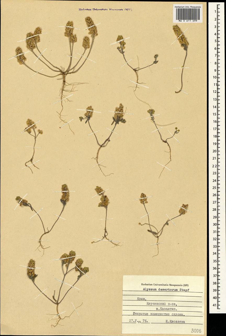 Alyssum turkestanicum Regel & Schmalh., Crimea (KRYM) (Russia)