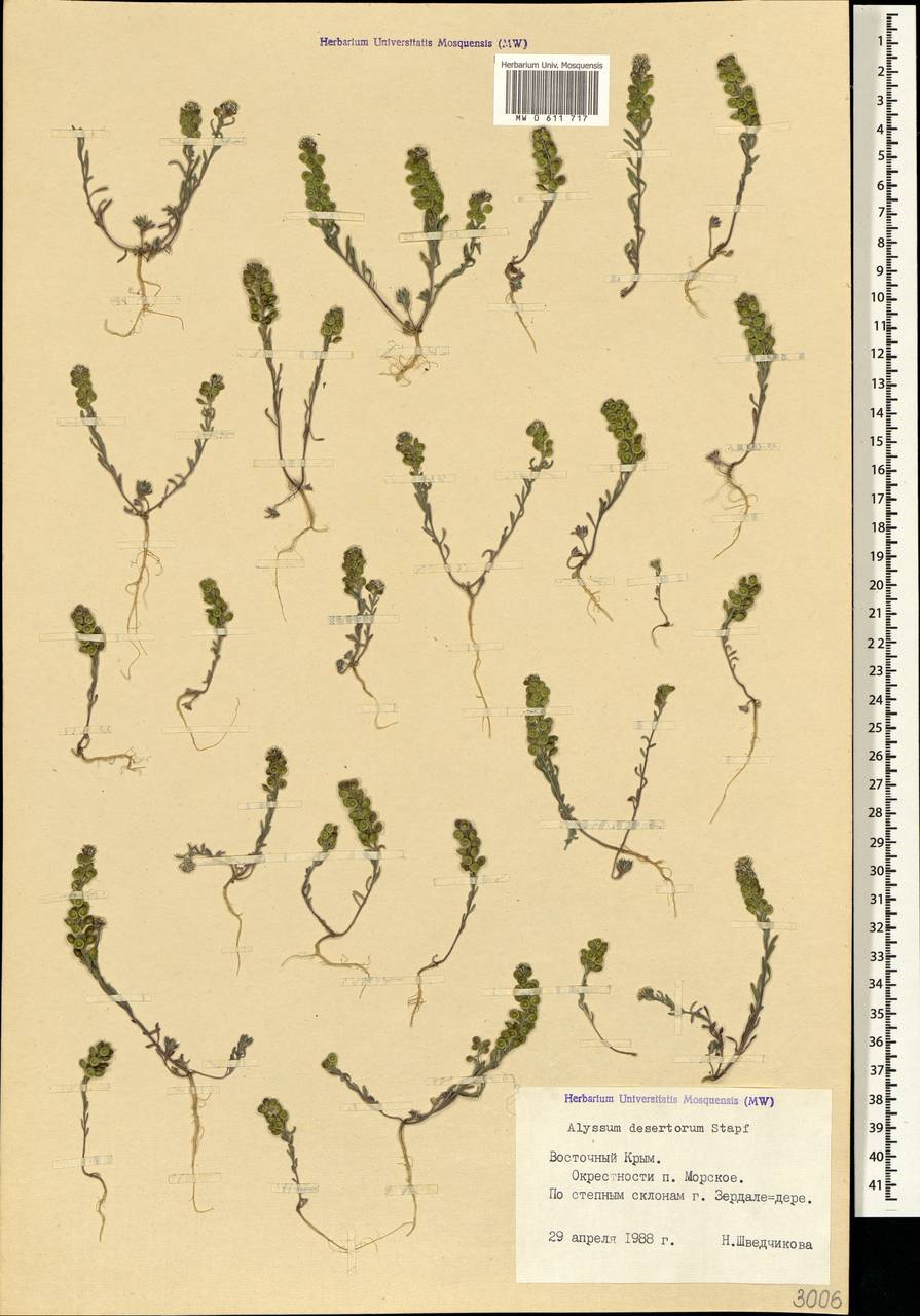 Alyssum turkestanicum Regel & Schmalh., Crimea (KRYM) (Russia)