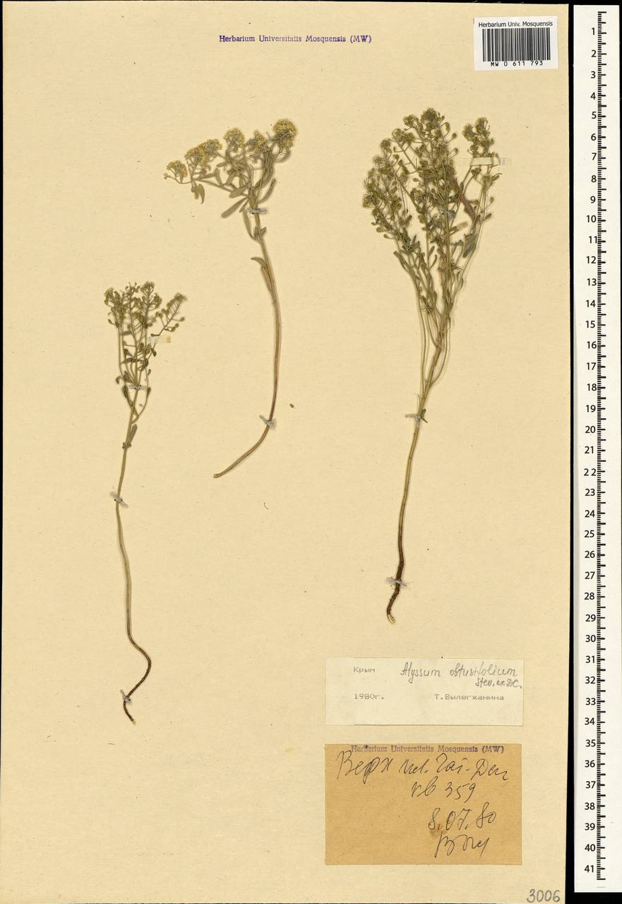 Odontarrhena obtusifolia (Steven ex DC.) C.A.Mey., Crimea (KRYM) (Russia)