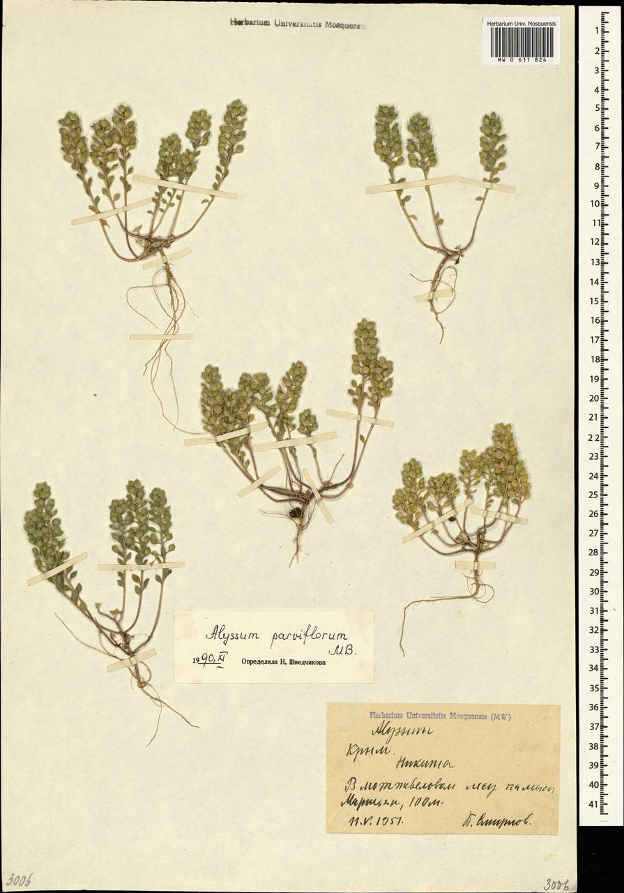 Alyssum simplex Rudolphi, Crimea (KRYM) (Russia)