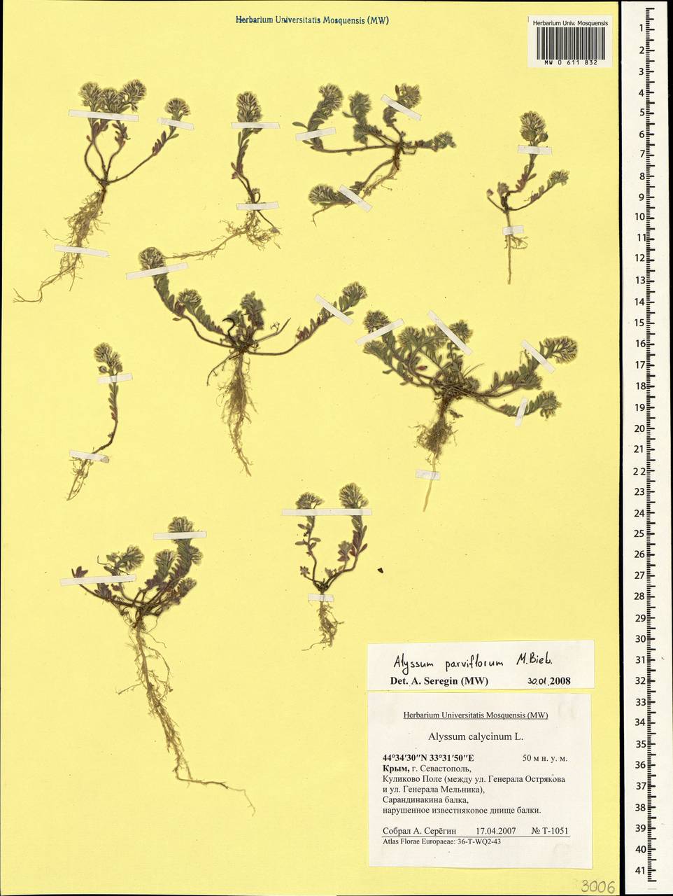 Alyssum simplex Rudolphi, Crimea (KRYM) (Russia)