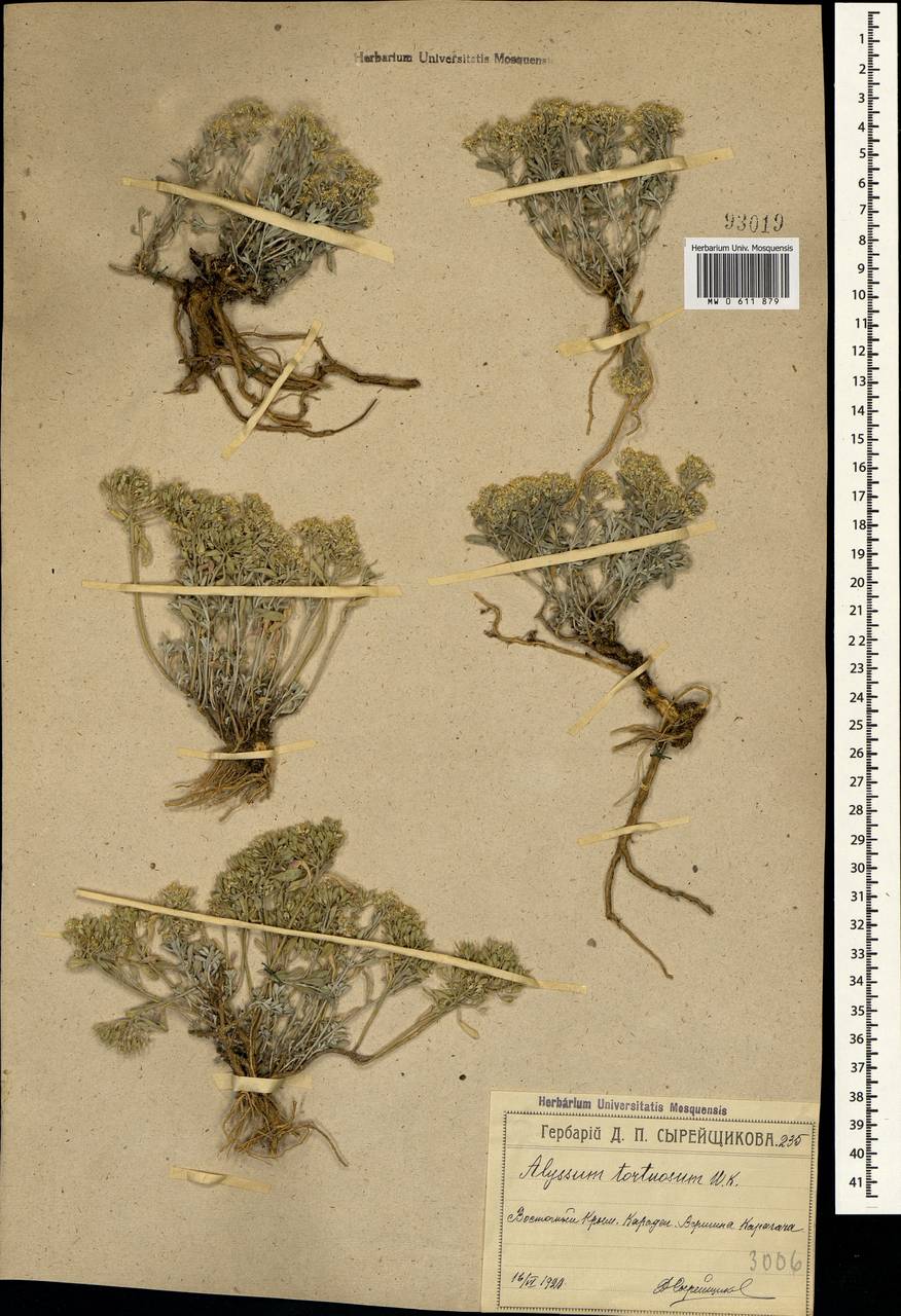 Odontarrhena tortuosa subsp. tortuosa, Crimea (KRYM) (Russia)