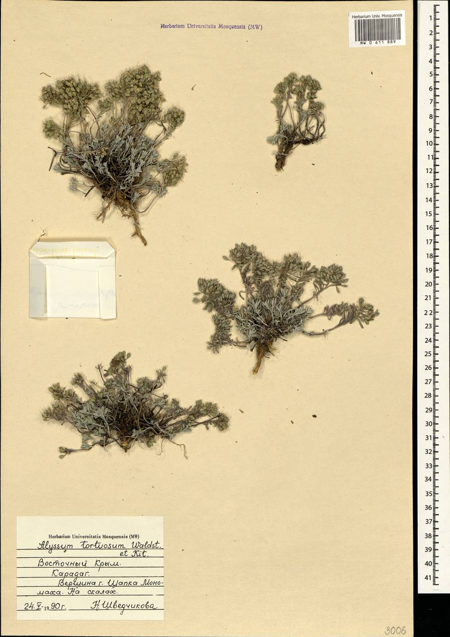 Odontarrhena tortuosa (Waldst. & Kit. ex Willd.) C.A.Mey., Crimea (KRYM) (Russia)
