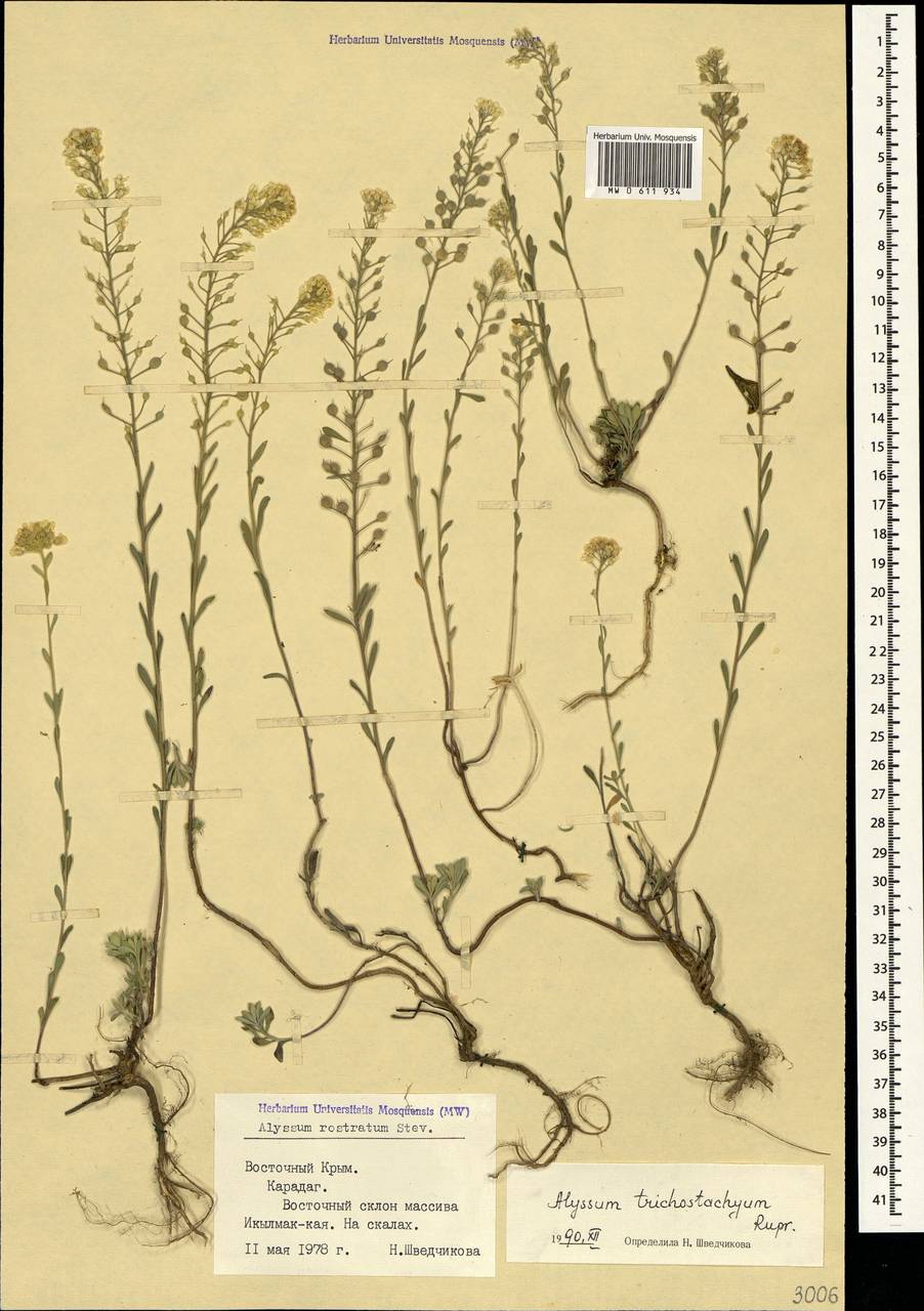 Alyssum trichostachyum Rupr., Crimea (KRYM) (Russia)