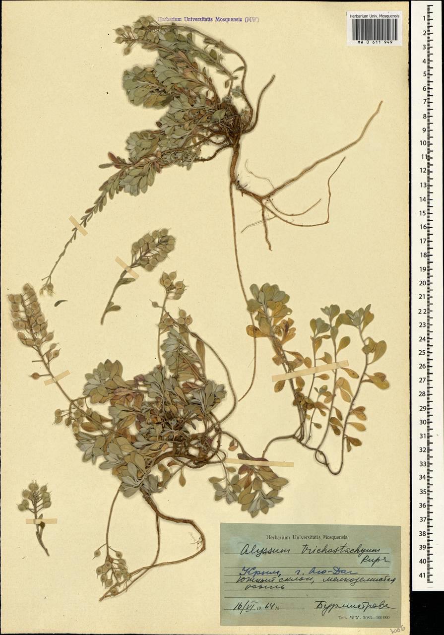 Alyssum trichostachyum Rupr., Crimea (KRYM) (Russia)