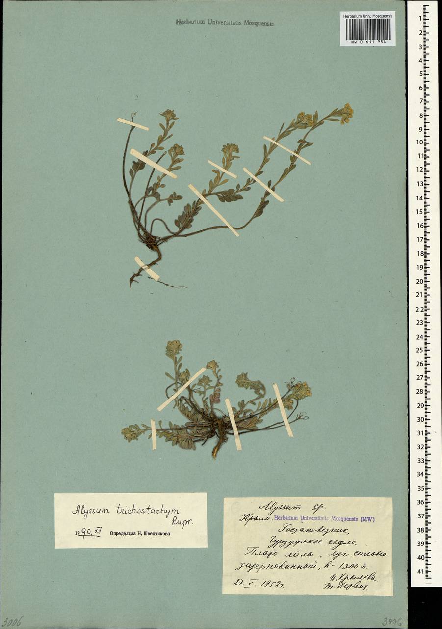 Alyssum trichostachyum Rupr., Crimea (KRYM) (Russia)