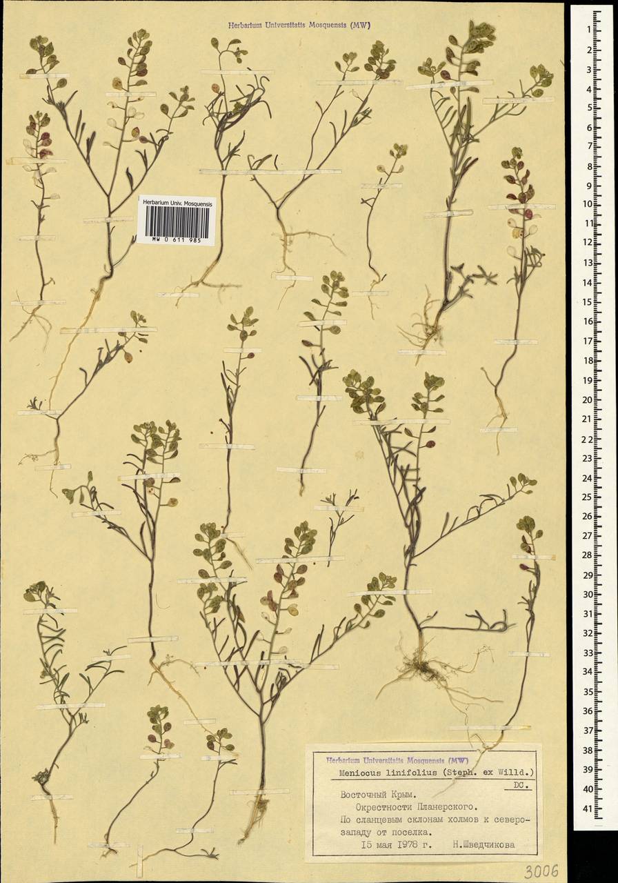 Meniocus linifolius (Stephan ex Willd.) DC., Crimea (KRYM) (Russia)