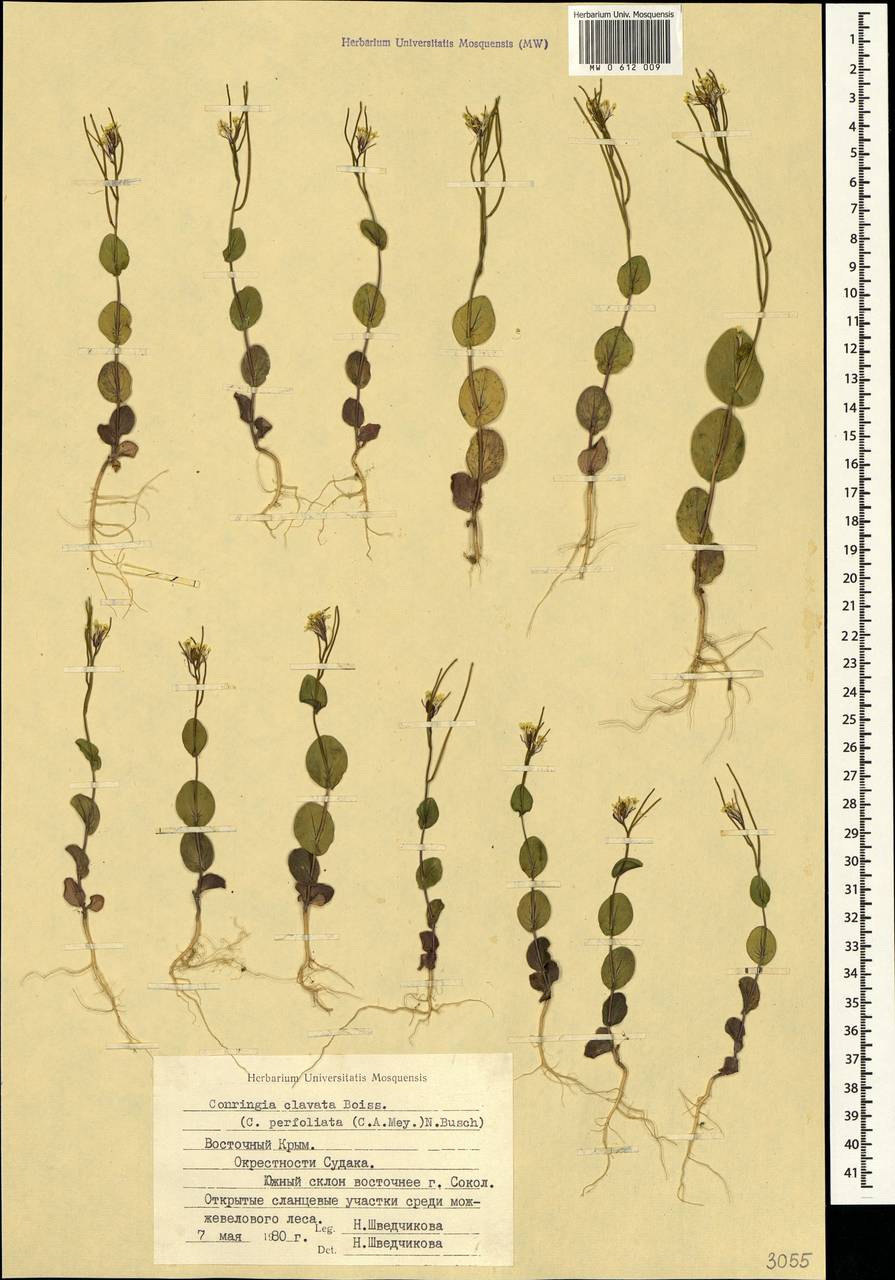 Plagioloba clavata (Boiss.) Khosravi & Eslami-Farouji, Crimea (KRYM) (Russia)