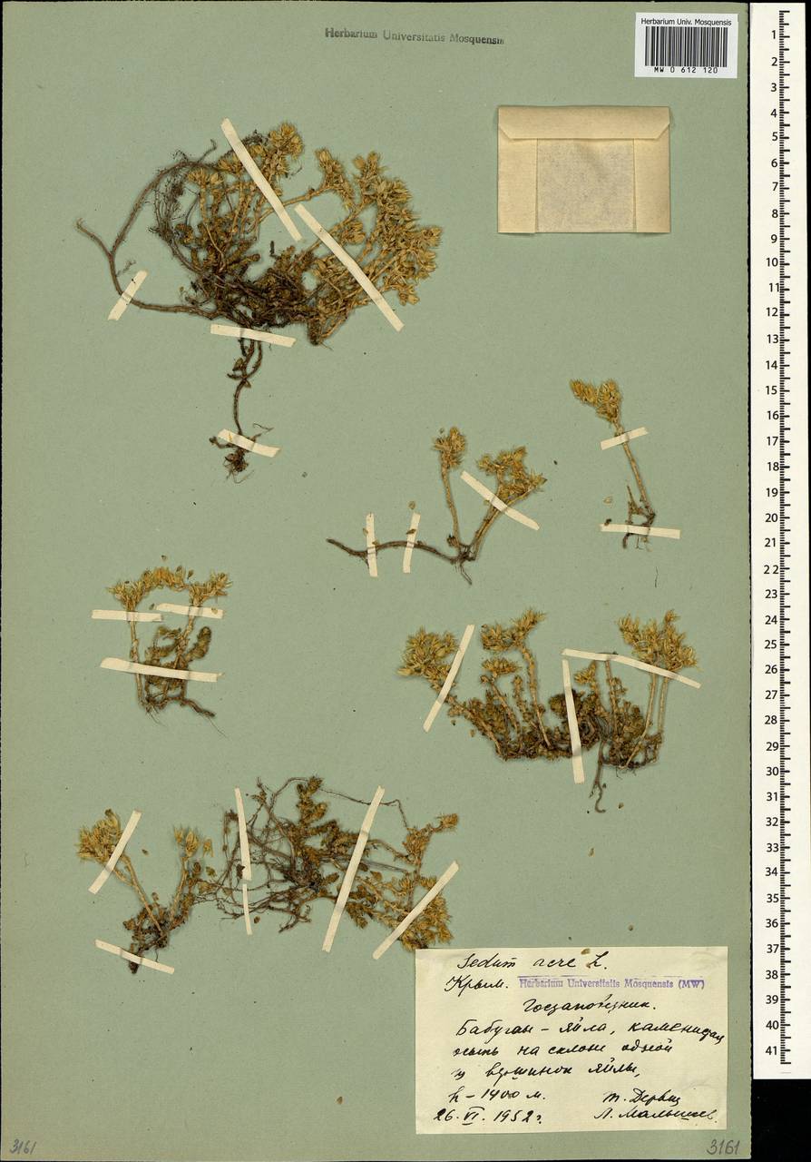 Sedum acre L., Crimea (KRYM) (Russia)