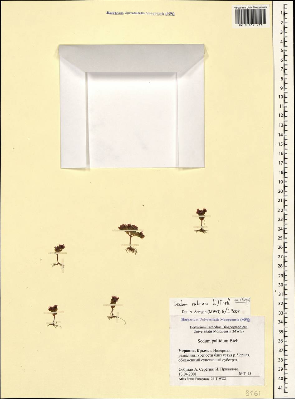 Sedum cespitosum (Cav.) DC., Crimea (KRYM) (Russia)
