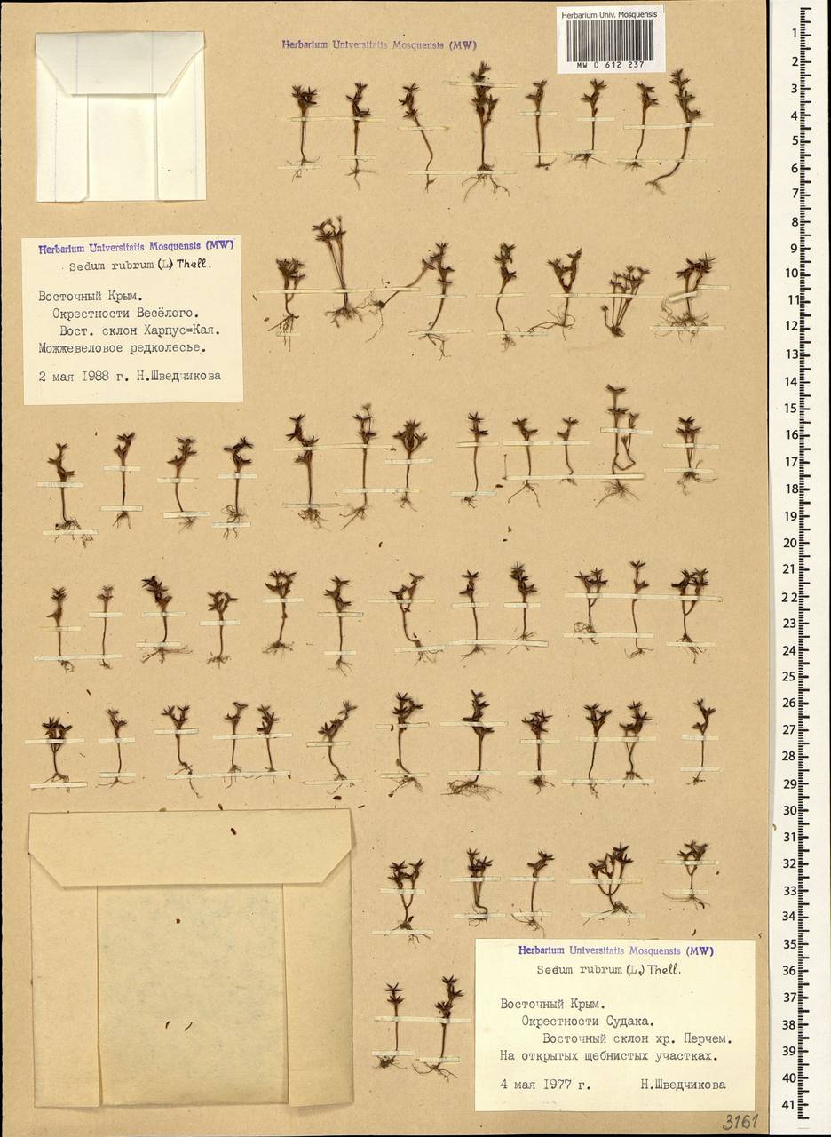 Sedum cespitosum (Cav.) DC., Crimea (KRYM) (Russia)