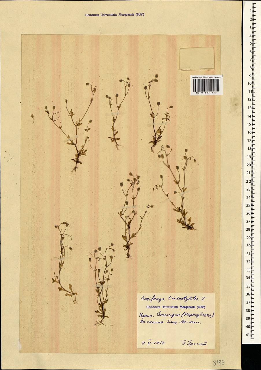 Saxifraga tridactylites L., Crimea (KRYM) (Russia)