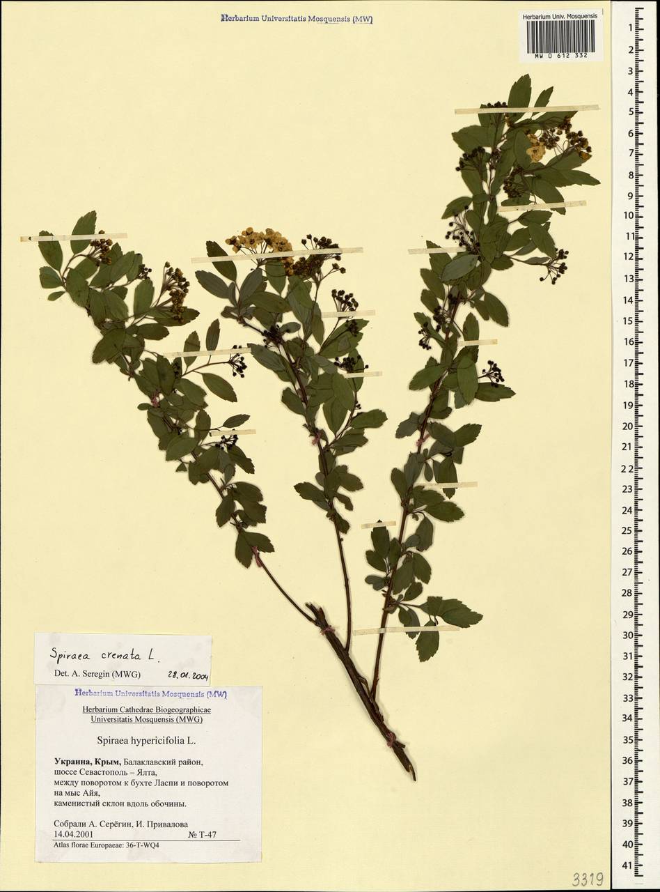 Spiraea hypericifolia L., Crimea (KRYM) (Russia)