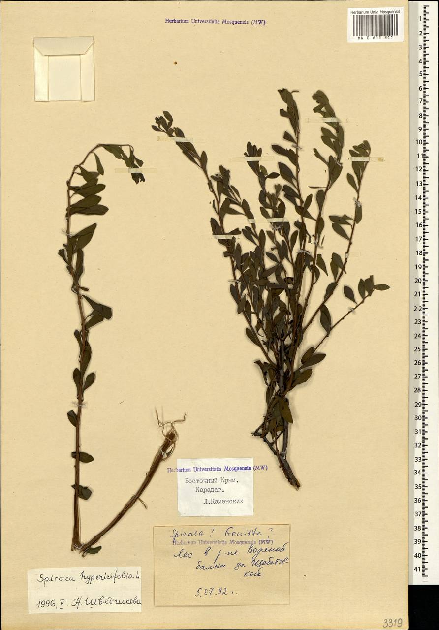 Spiraea hypericifolia L., Crimea (KRYM) (Russia)