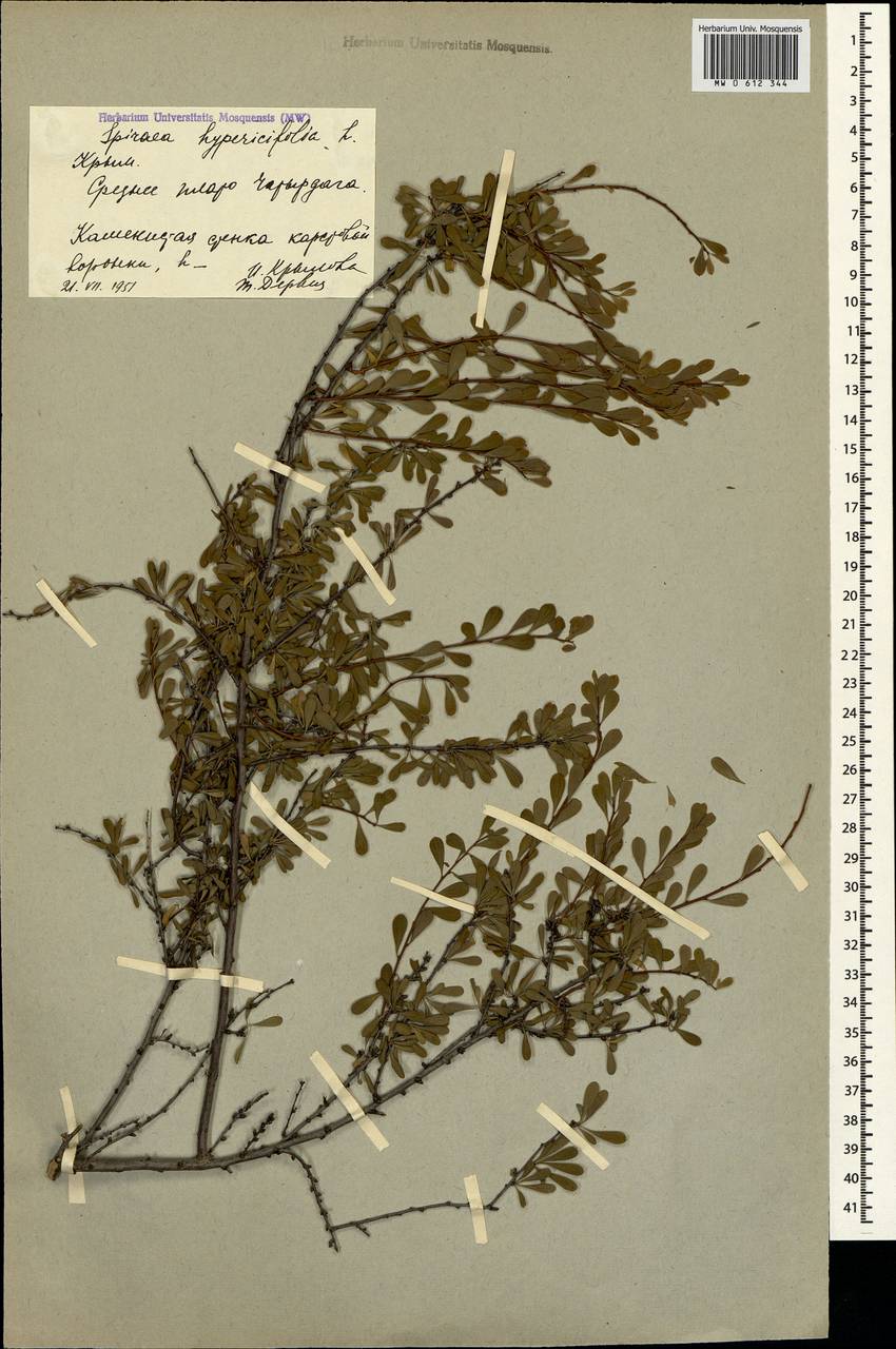 Spiraea hypericifolia L., Crimea (KRYM) (Russia)