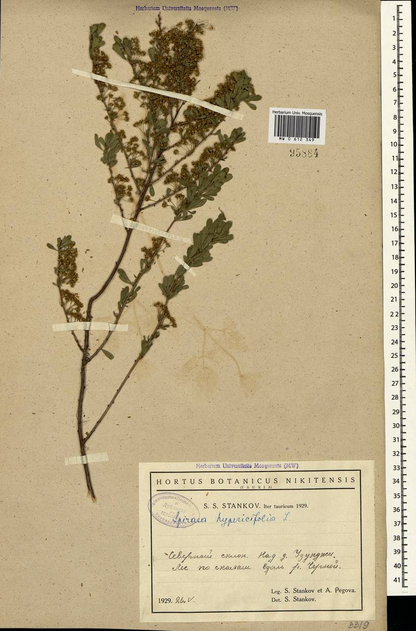Spiraea hypericifolia L., Crimea (KRYM) (Russia)