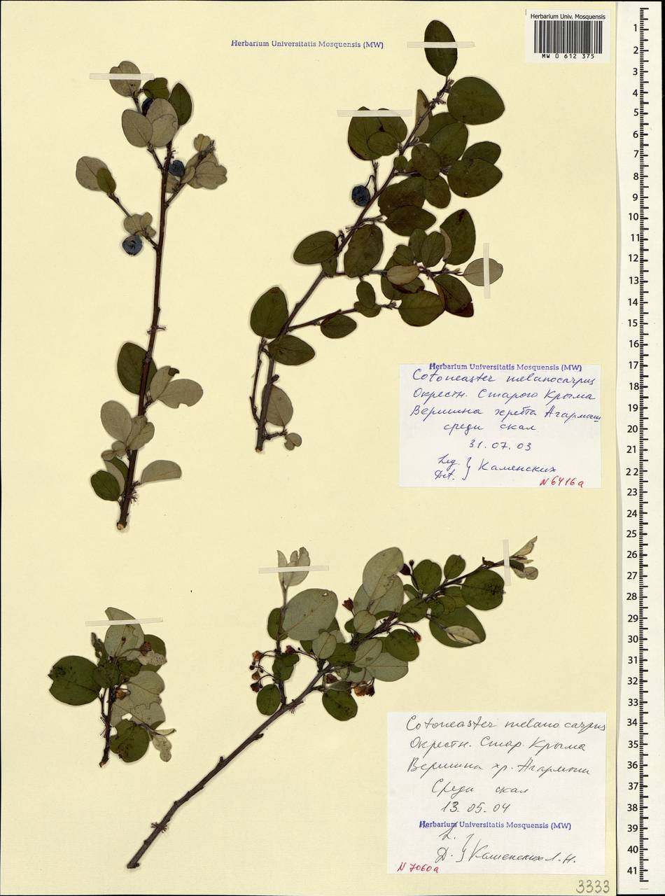 Cotoneaster melanocarpus G. Lodd., Crimea (KRYM) (Russia)