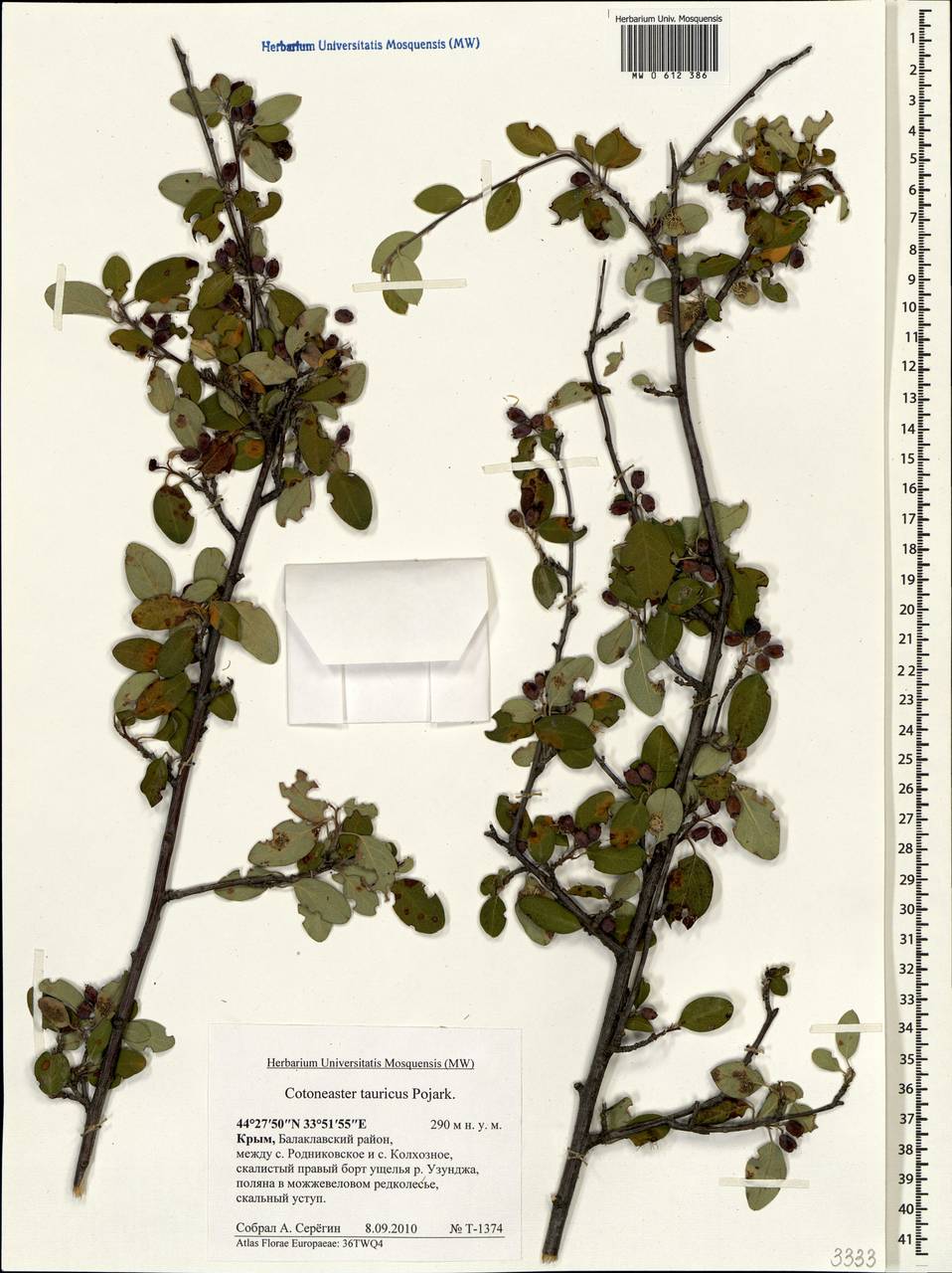 Cotoneaster tauricus Pojark., Crimea (KRYM) (Russia)
