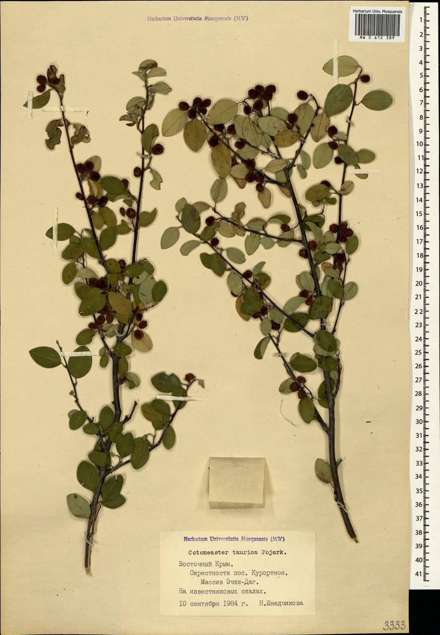 Cotoneaster tauricus Pojark., Crimea (KRYM) (Russia)