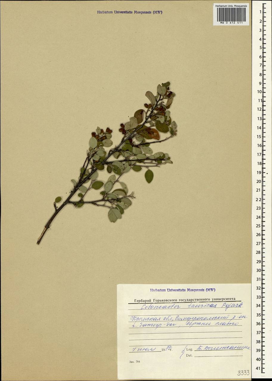 Cotoneaster tauricus Pojark., Crimea (KRYM) (Russia)