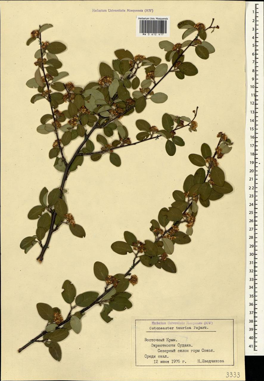 Cotoneaster tauricus Pojark., Crimea (KRYM) (Russia)
