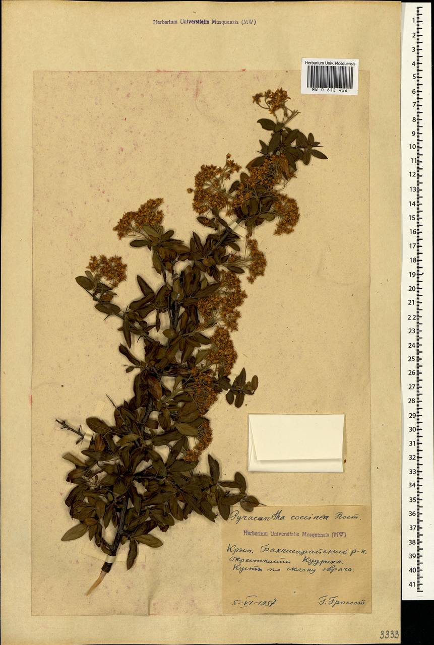 Pyracantha coccinea M. Roem., Crimea (KRYM) (Russia)