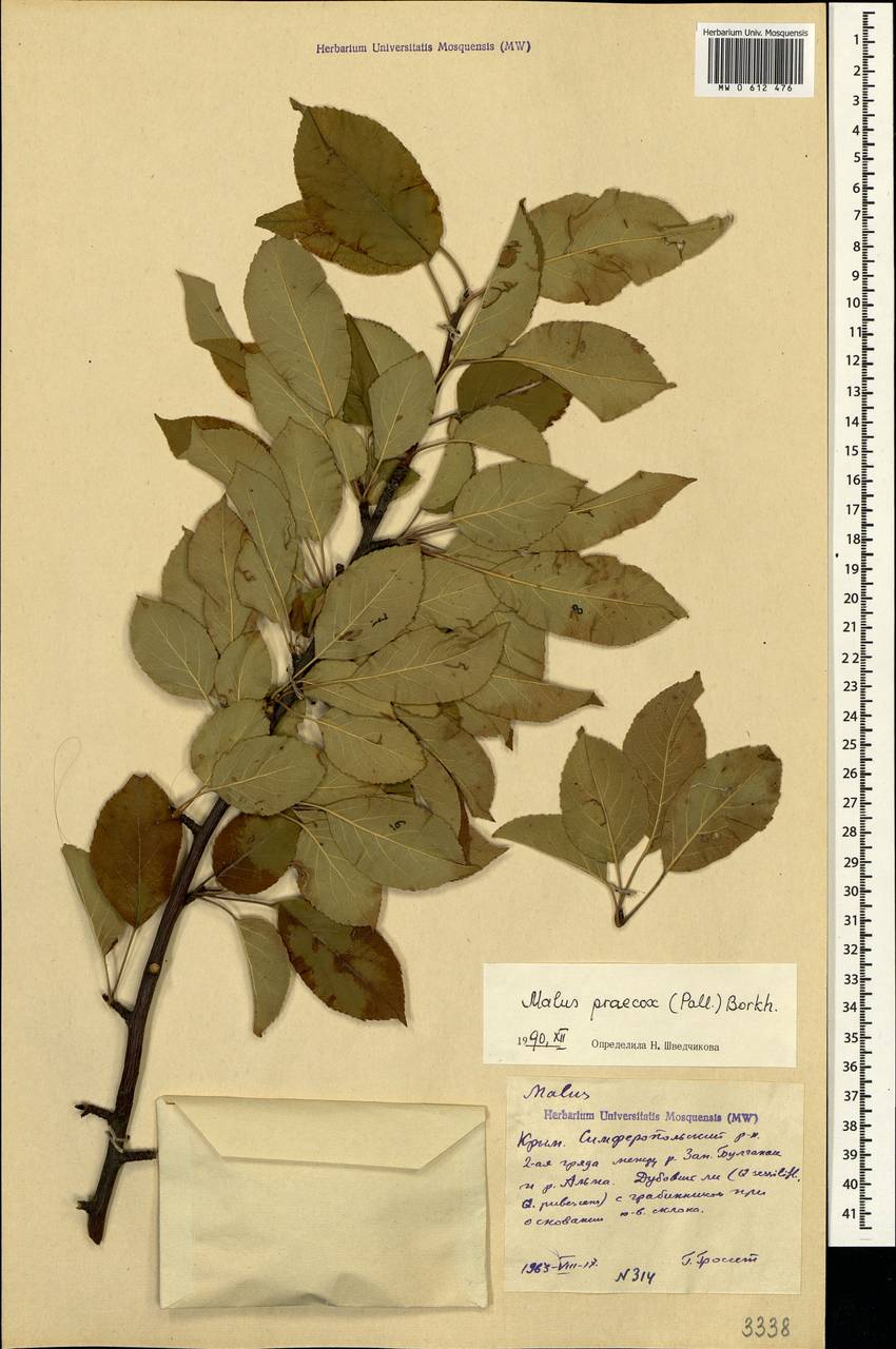 Malus sylvestris subsp. praecox (Pall.) Soó, Crimea (KRYM) (Russia)