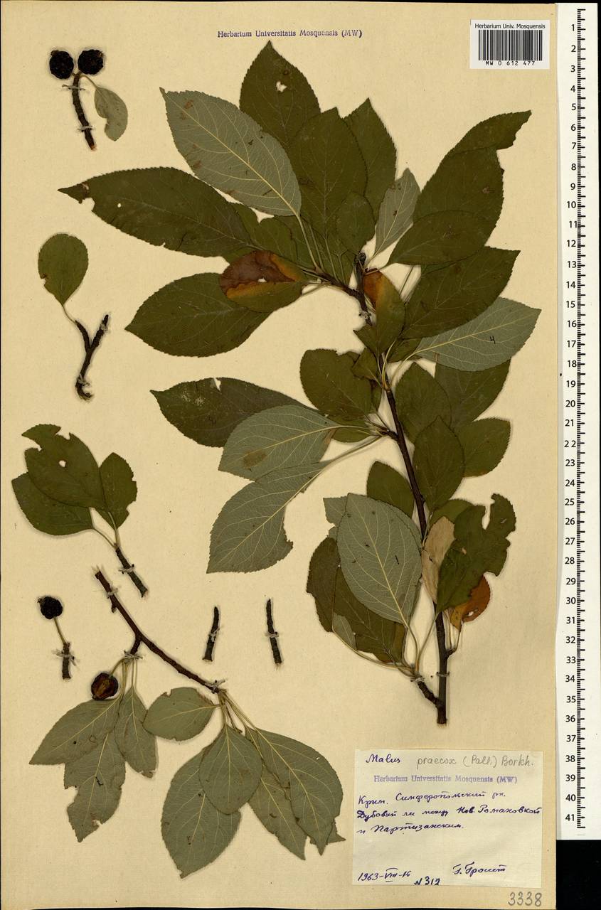 Malus sylvestris subsp. praecox (Pall.) Soó, Crimea (KRYM) (Russia)