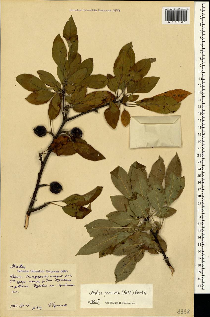 Malus domestica (Suckow) Borkh., Crimea (KRYM) (Russia)
