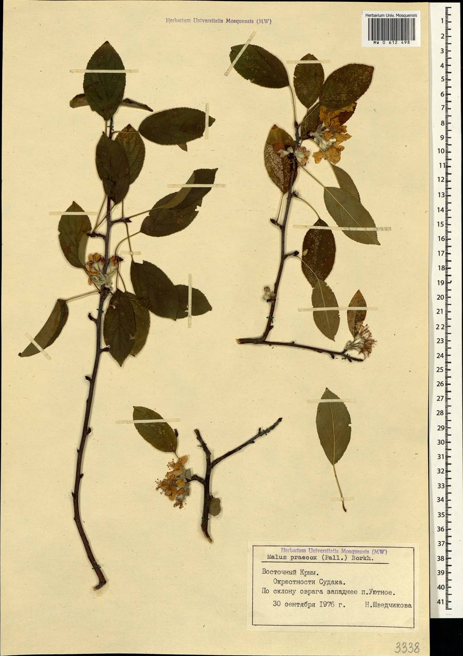 Malus domestica (Suckow) Borkh., Crimea (KRYM) (Russia)
