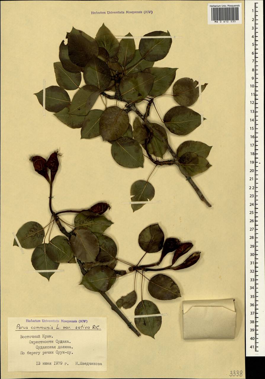 Pyrus communis L., Crimea (KRYM) (Russia)