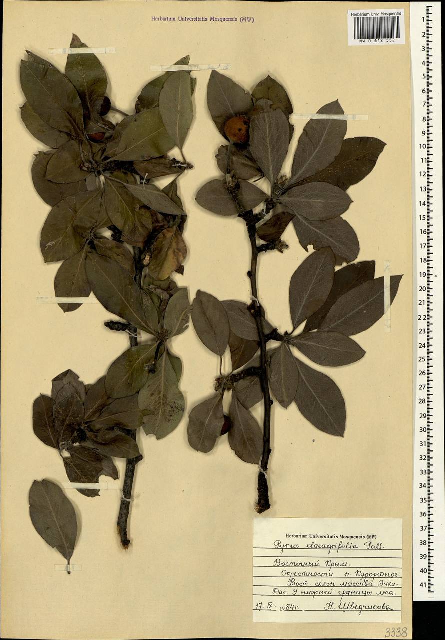 Pyrus elaeagrifolia Pall., Crimea (KRYM) (Russia)