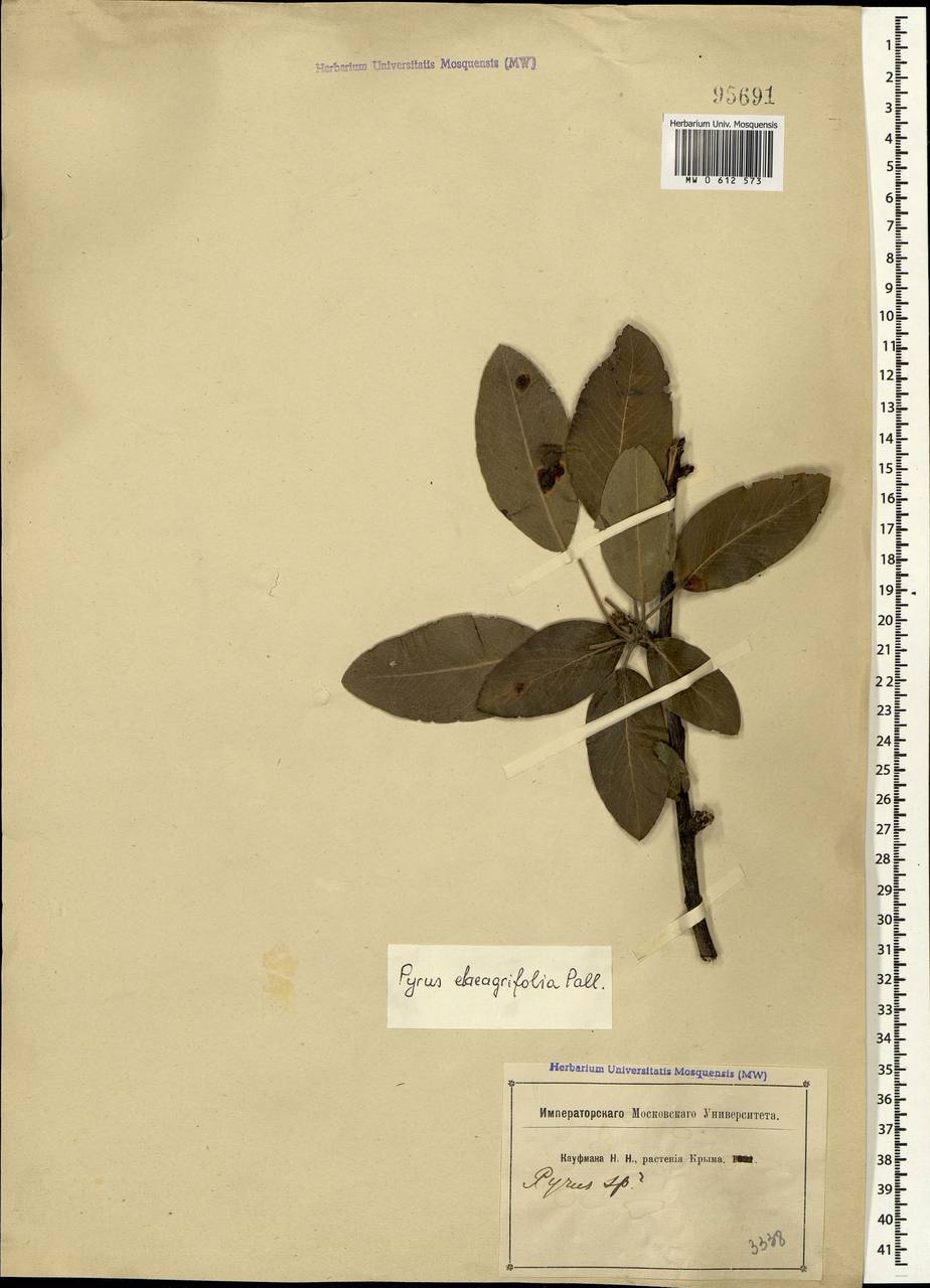 Pyrus elaeagrifolia Pall., Crimea (KRYM) (Russia)