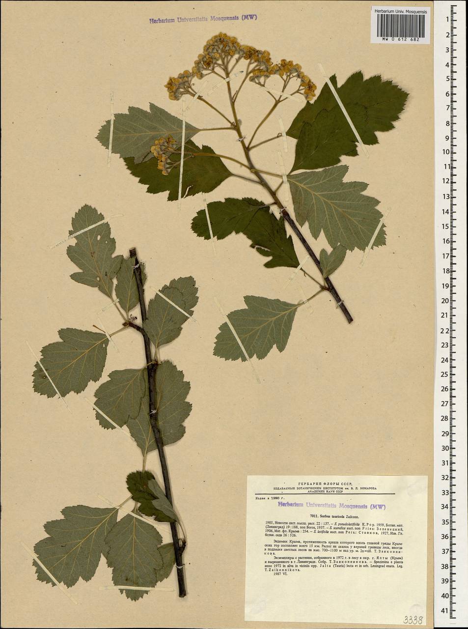 Karpatiosorbus tauricola (Zaik. ex Sennikov) Sennikov & Kurtto, Crimea (KRYM) (Russia)