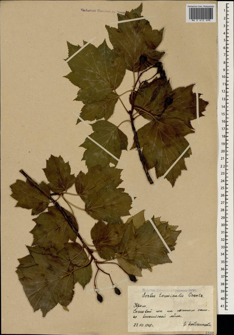 Torminalis glaberrima (Gand.) Sennikov & Kurtto, Crimea (KRYM) (Russia)