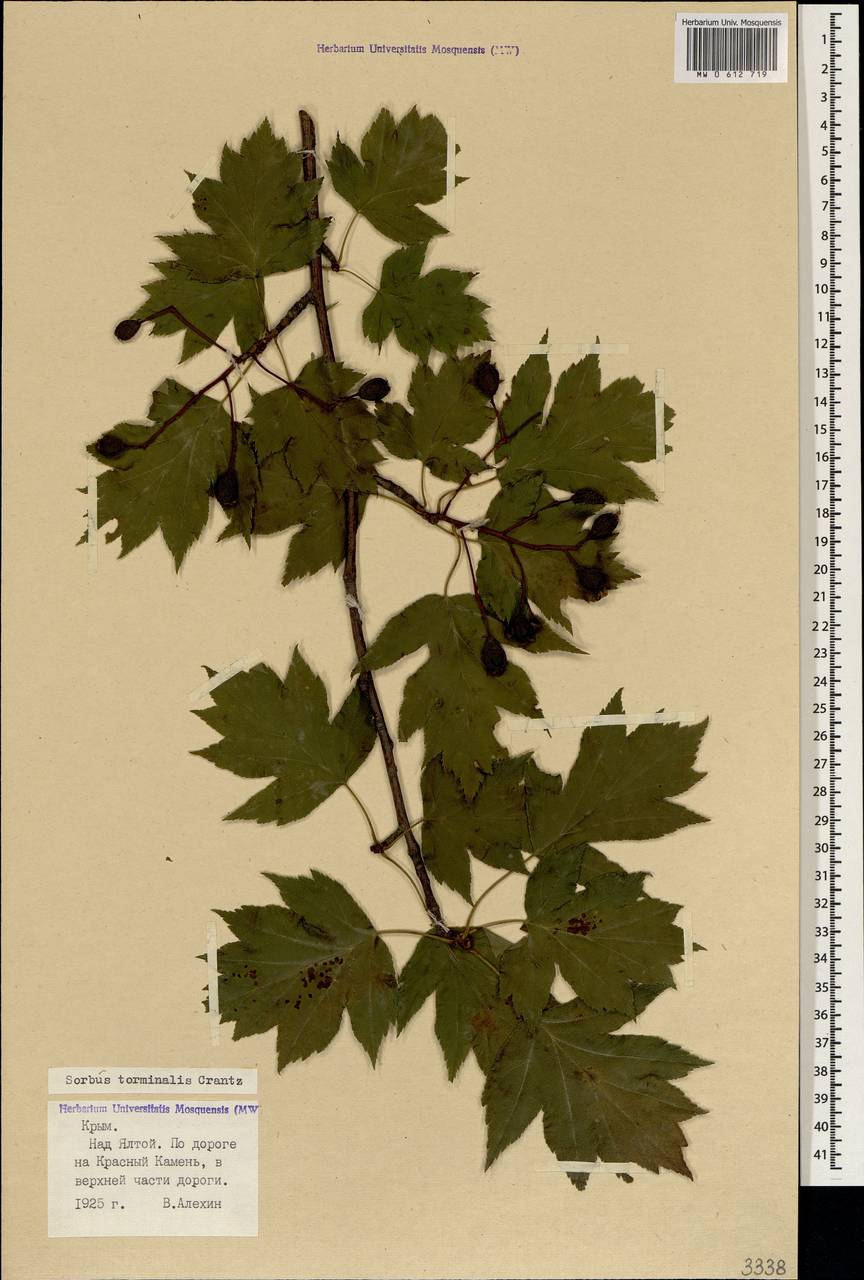 Torminalis glaberrima (Gand.) Sennikov & Kurtto, Crimea (KRYM) (Russia)