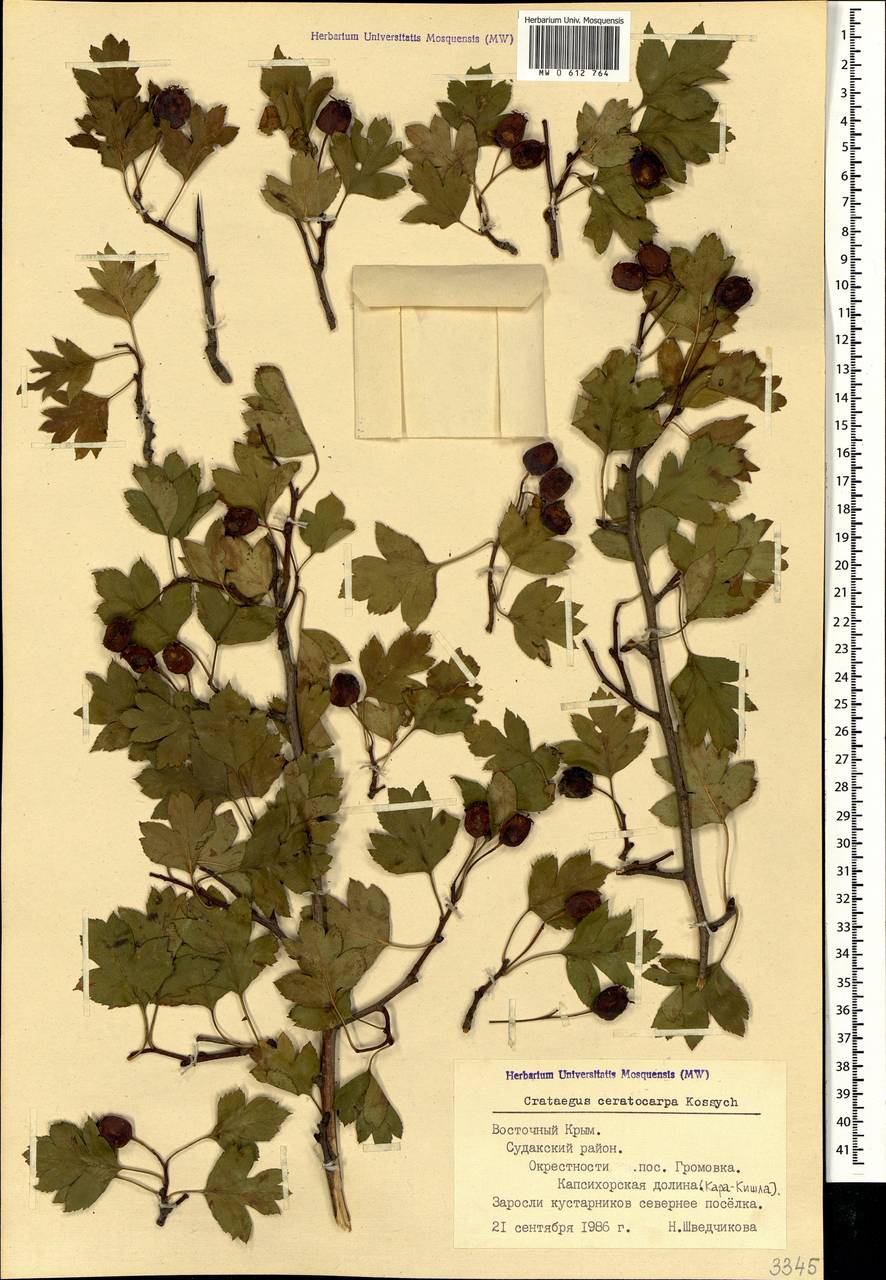 Crataegus ceratocarpa Kossych, Crimea (KRYM) (Russia)